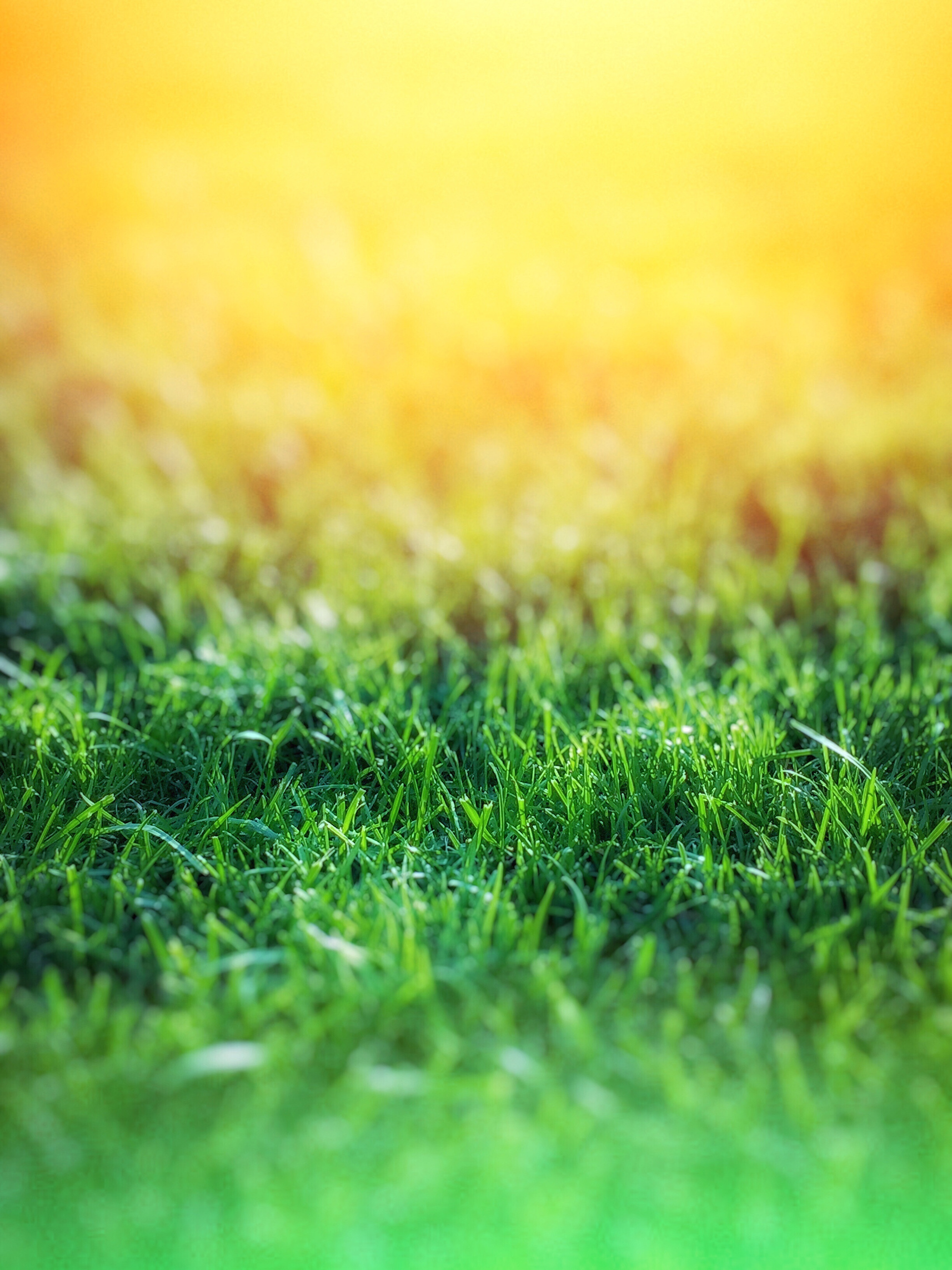 Green Grass over Yellow Background